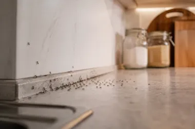 mrówki na kuchennym blacie